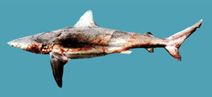 灰色真鯊 灰色真鯊