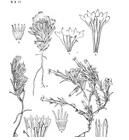 著色龍膽 著色龍膽