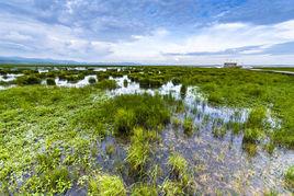 高地濕原窪地 高地濕原窪地