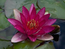 深紫[睡蓮品種]
