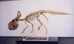 克羅斯比龍 克羅斯比龍