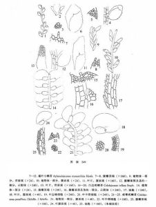 截葉小鱗苔 截葉小鱗苔