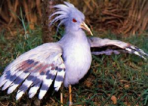 鷺鶴科 Rhynochetidae 僅1屬1種，即鷺鶴Rhynchetos jubatus。分布於南太平洋的新喀里多尼亞島。體長約55厘米，呈石板灰色，喙和腳呈桔紅色。實際上並不能真正的飛翔，只能順山坡向下滑行。繁殖季節炫耀時將頭上的羽冠豎起並展開雙翅舞蹈。夜間活動，鳴聲響亮刺耳。由於人們把狗引進了新喀利索尼亞，導致鷺鶴數量非常稀少，是世界級的瀕危物種。