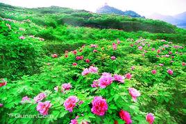 墊江牡丹生態旅遊區 墊江牡丹生態旅遊區