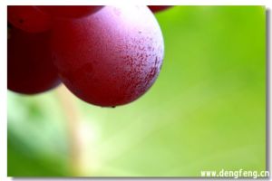 唐僧寺葡萄基地 唐僧寺葡萄基地