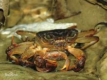 鋸齒溪蟹[鋸齒溪蟹]