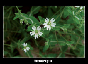 小花繁縷 小花繁縷