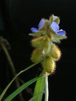 野百合(農吉利) 野百合(農吉利)