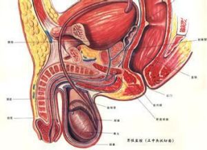 泌尿系統瘤 泌尿系統瘤