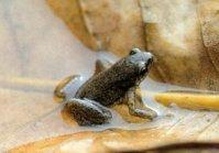 史丹吉氏小雨蛙 史丹吉氏小雨蛙