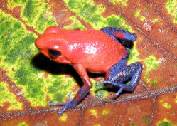 （圖）草莓箭毒蛙（學名：Dendrobates pumilio），擁有一些未知的色素細胞和色素。