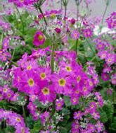 米倉山報春 米倉山報春