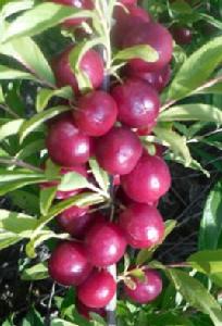 歐李[櫻屬植物]