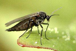 子忠遲眼蕈蚊 子忠遲眼蕈蚊