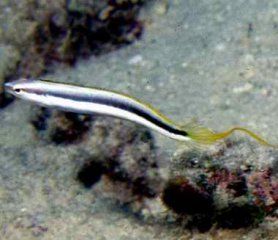 長鰭盾齒䲁 長鰭盾齒䲁