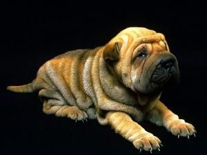 shar-pei