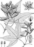 兩色槭（原變種）