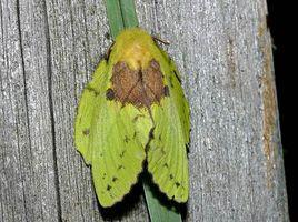 青黃枯葉蛾 青黃枯葉蛾