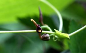 管花馬兜鈴 管花馬兜鈴