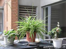 金邊吊蘭圖片集