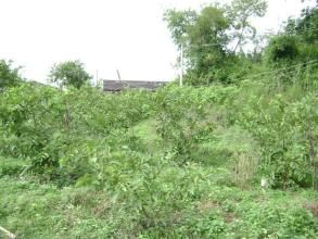 大別二自然村 大別二自然村