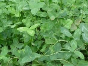 多花羊茅 多花羊茅