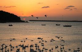 榮成天鵝湖 榮成天鵝湖