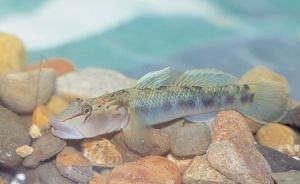 大吻鰕虎 大吻鰕虎