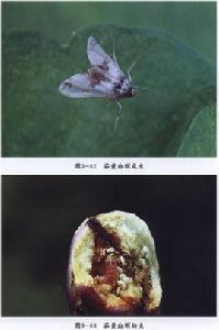 茄黃斑螟蛾 茄黃斑螟蛾