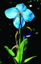 大山馬先蒿 大山馬先蒿