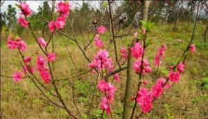 新場水鄉桃源 新場水鄉桃源