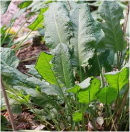 土大黃葉 土大黃葉