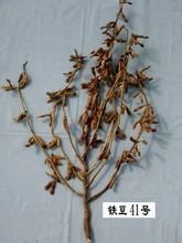 鐵豆41號 鐵豆41號