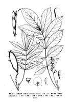 紅萼崖豆（墨線圖）