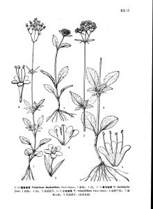 小花纈草 小花纈草