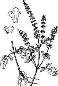 蔓莖鼠尾草 蔓莖鼠尾草