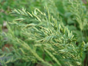 法氏早熟禾 法氏早熟禾