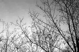 單色照片 單色照片