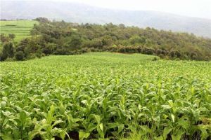 高綠自然村 高綠自然村