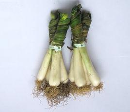 萊蕪雞腿蔥 萊蕪雞腿蔥