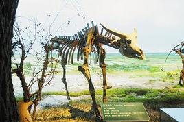 王氏水牛 王氏水牛