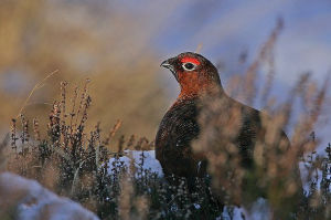 柳雷鳥挪威亞種 柳雷鳥挪威亞種
