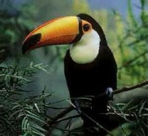 綠阿拉卡 綠阿拉卡