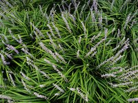 闊葉麥冬的植株