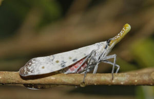 渡邊氏東方蠟蟬 渡邊氏東方蠟蟬