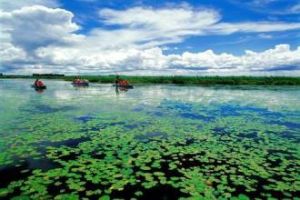 寶清七星河國家級自然保護區 寶清七星河國家級自然保護區