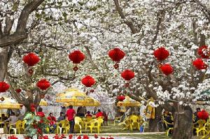 青陽梨花節 青陽梨花節