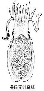 烏賊科 烏賊科