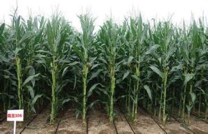 蠡玉88玉米種
