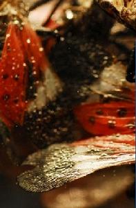 紅翅梵蠟蟬 紅翅梵蠟蟬